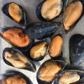 cheap shellfish frozen fresh half shell mussel meat